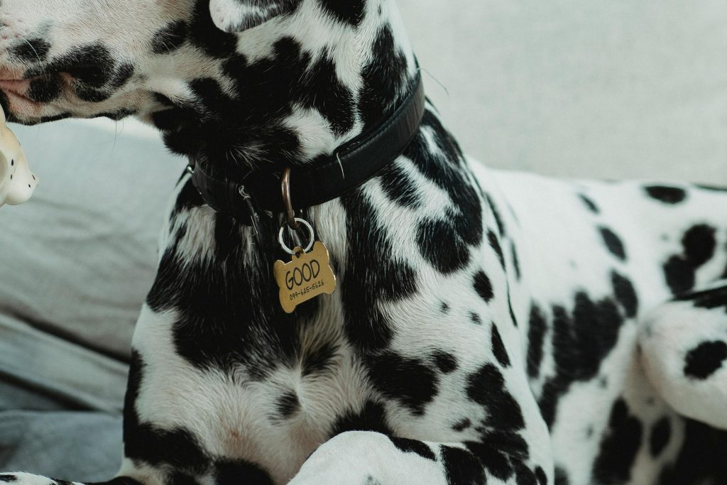 A black and white dog wears a black collar with a golden name plate